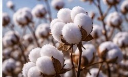 Cotton grown with NPKS Plus fertilizer
