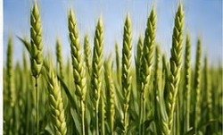 Wheat field grown with NPKS Plus fertilizer